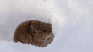 image of a mouse burrowing in the snow 
