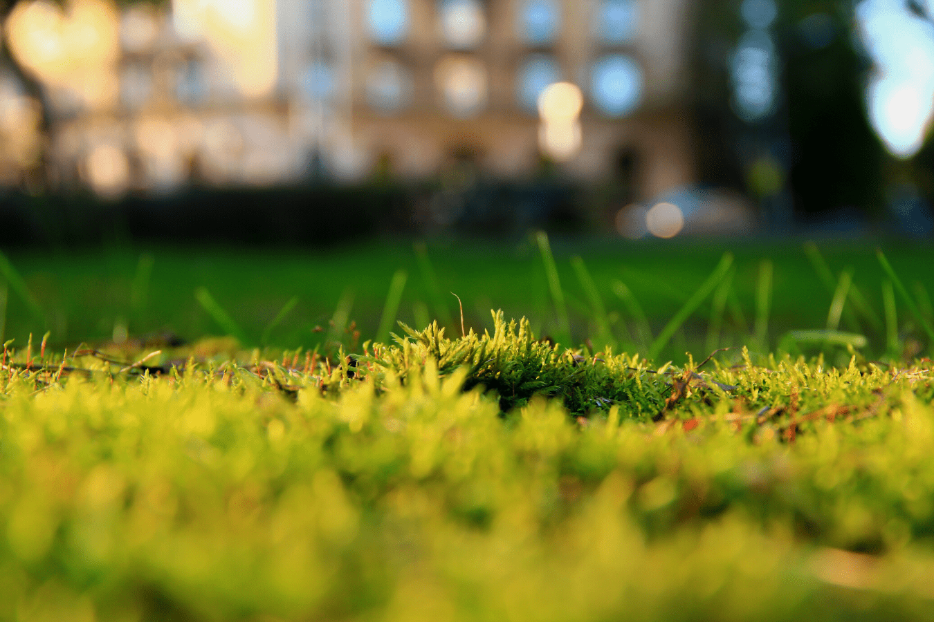 Moss on your lawn What’s the cause and how do you deal with it? Gammies