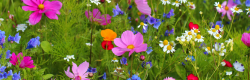 Image of different colored wildflowers